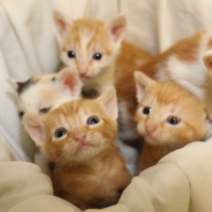 cats petathon