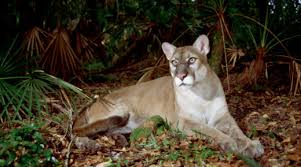 panther