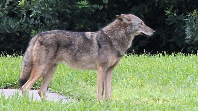 coyote