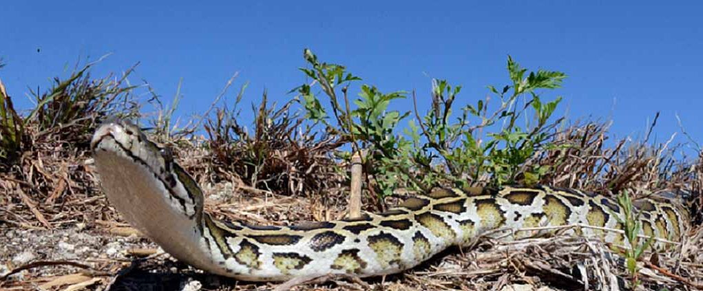 burmese-python